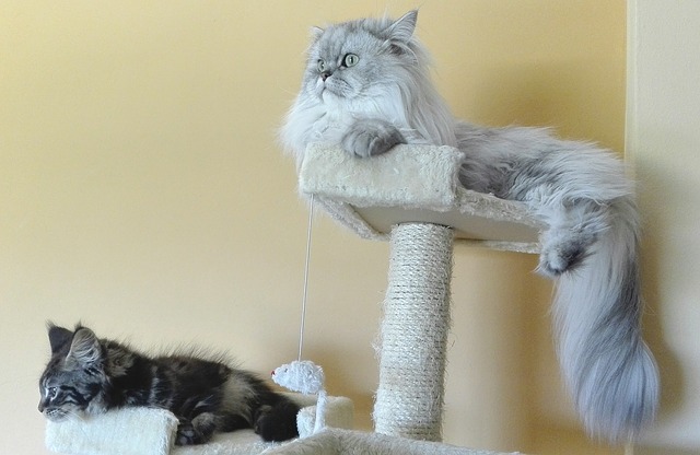 Two cats in a cat condo.