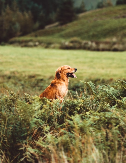 A Golden Retriever sits in the grass.