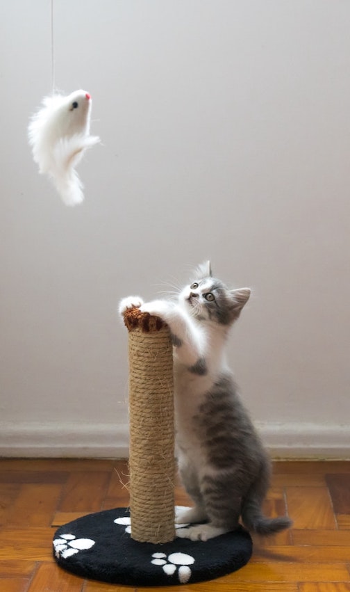 Kitten looks up at vertical scratching post and toy.