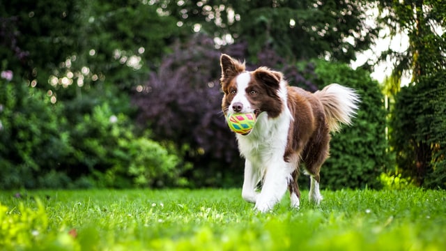 A Border Collie plays with a ball.