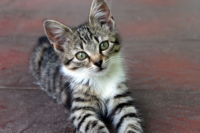 A kitten turns her head toward the camera.