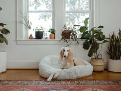 Dog lies down amongst indoor plants.
