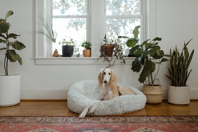 Dog lies down amongst indoor plants.