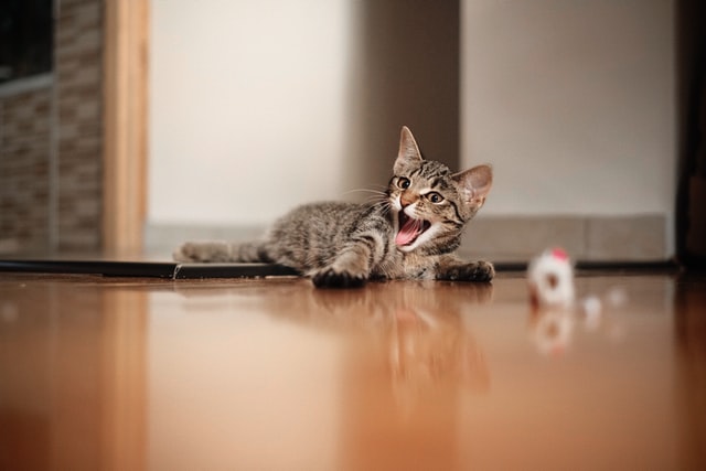 Kitten plays on the floor.