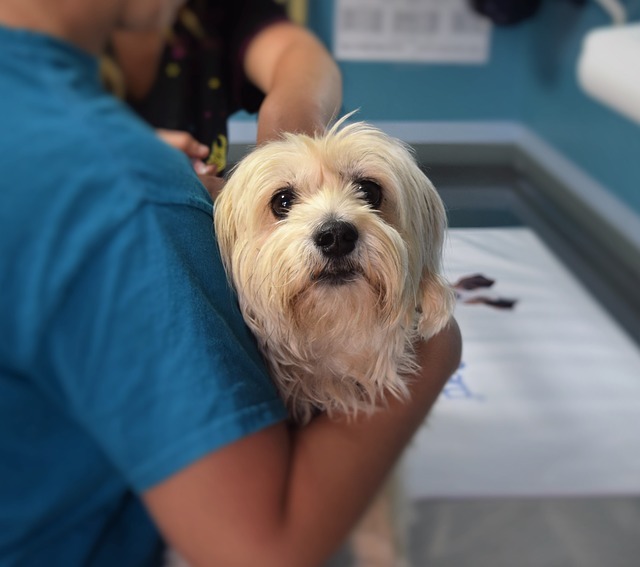 A vet tech carries a dog to the examination table.