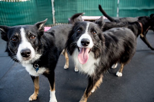 Two Border collies at a dog day care center.