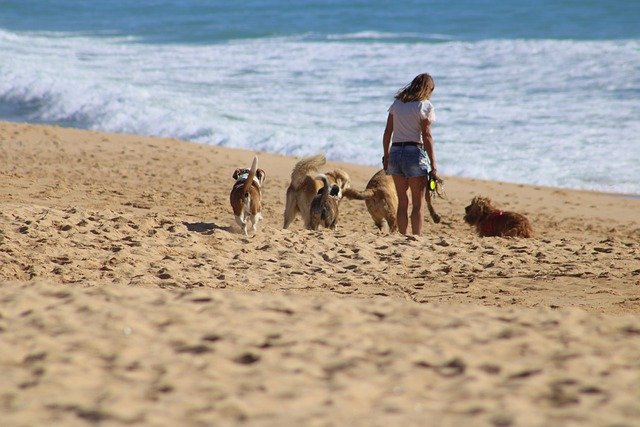 Pet sitter walks dogs on the beach.