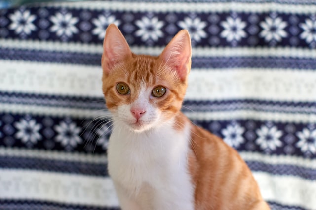 A pretty orange striped kitten poses with a background.