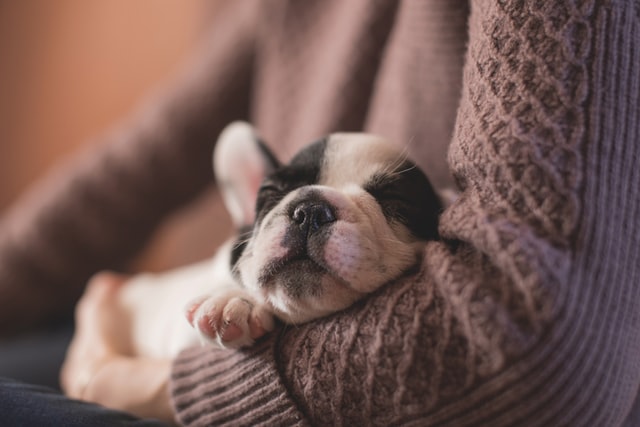 Puppy sleeps in his pup parent's arm.