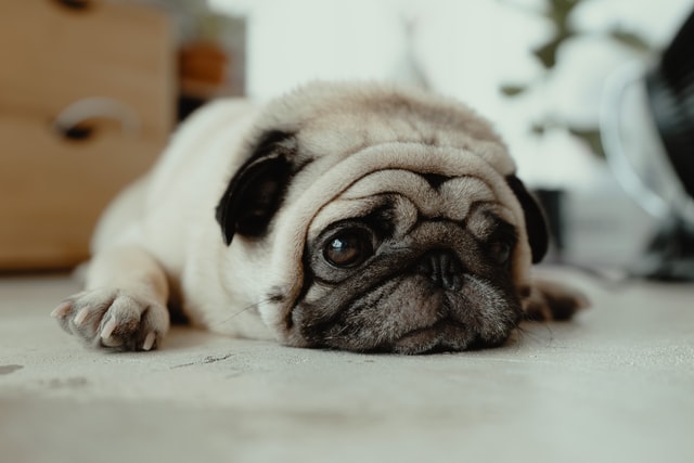 A pug lies down on the floor.