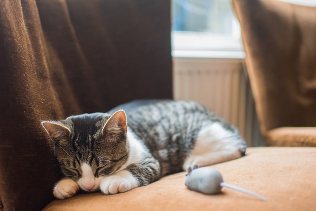 A kitten takes a nap.