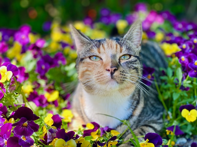 Tabby cat looks content amongst the flowers.