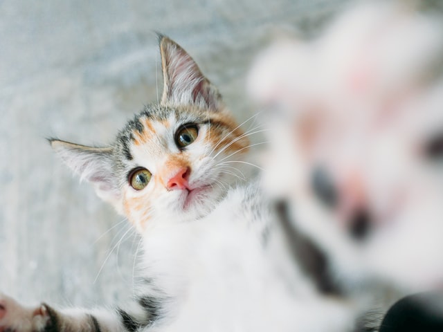 Cat plays with her pet parent.