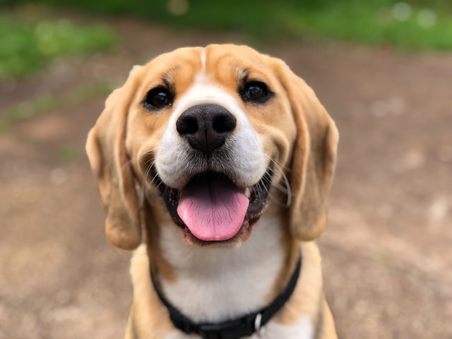 Beagle poses for the camera.