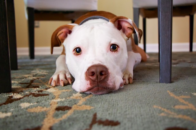 Bully dog stares at the camera.