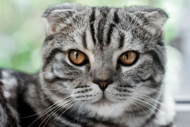 A Scottish Fold cat glares at the camera.