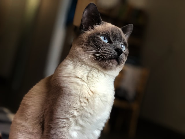 A Siamese cat watches something interesting from afar.