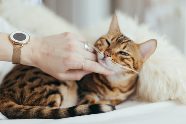 A bengal kitten is scratched under the chin by his owner.