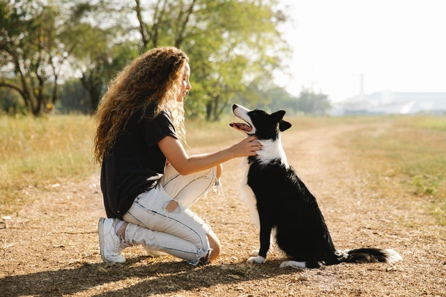 Pet sitter gives a dog a treat.