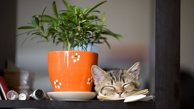 Cat lies down near an indoor plant.