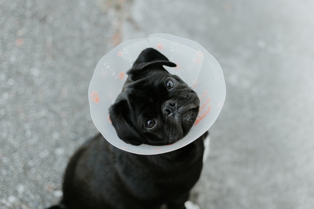 Pug sits with a cone of shame.