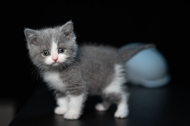 Long haired kitten poses for the camera.