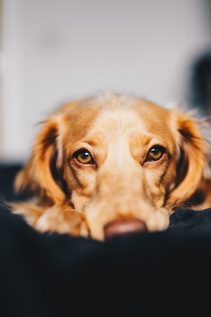 Golden retriever looks sadly at the camera.