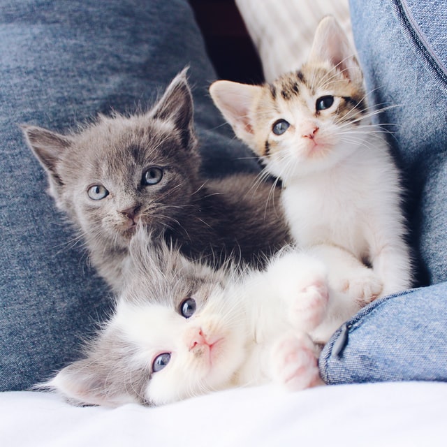 Three kittens cuddle together.