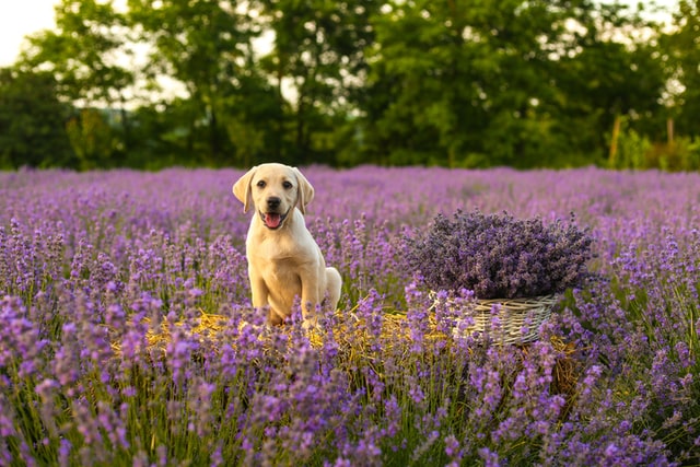 Puppy sits in a field of flowers.