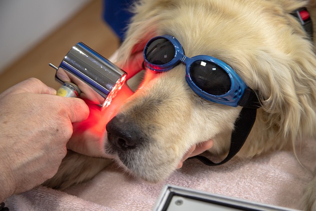 A dog receives laser treatment at the veterinary clinic.