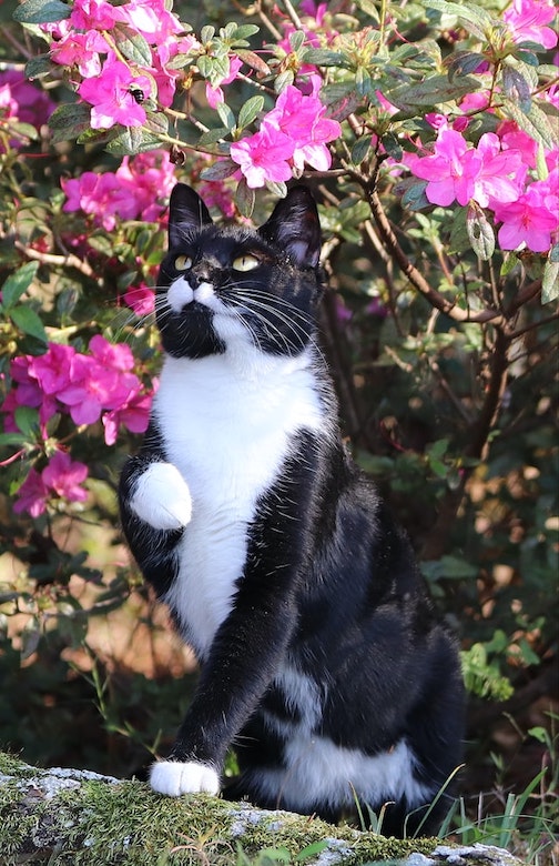 Black and white cat plays with flowers.