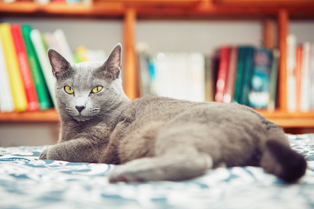 A Russian Blue cat rests in the library.