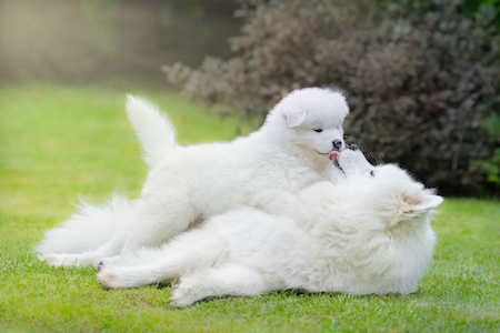 A mother Samoyed plays with her puppy.