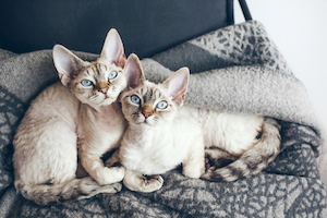 Two Devon Rex cats cuddle on a blanket.