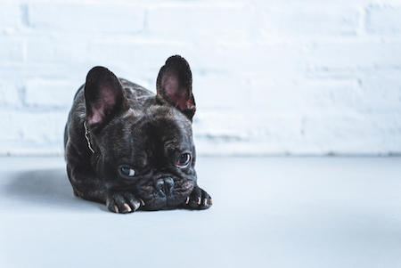 A French Bulldog sits sadly on the floor.