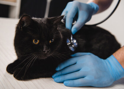A black cat is examined by a veterinarian.