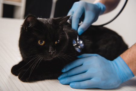 A black cat is examined by a veterinarian.