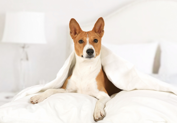 A Basenji is curled up in blankets in a bed.