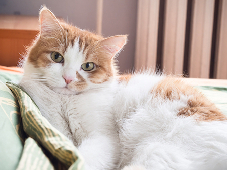 A pretty cat lounges on a couch.