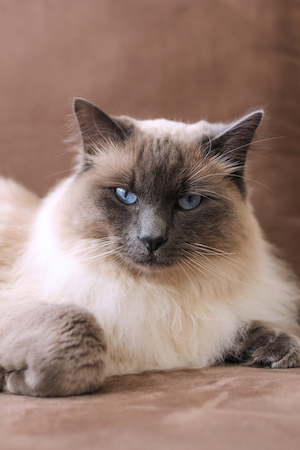 A Balinese cat poses for the camera. 