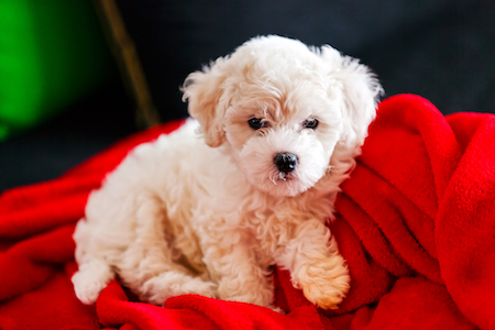 A Bichon Friese puppy lies on a blanket.
