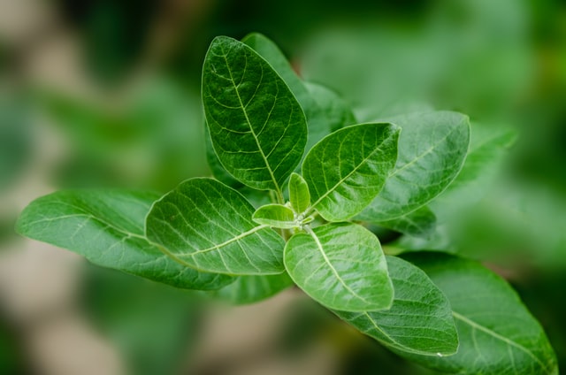 An example of the ashwagandha herb.