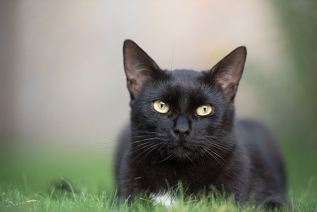 A pretty black cat sits in the grass.