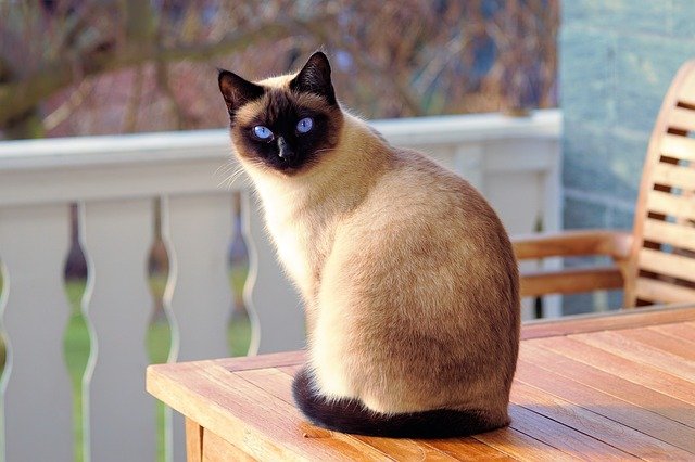 A Siamese cat sits on a table outside.