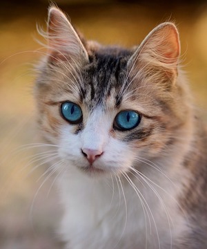 A blue-eyed cat poses for the camera.