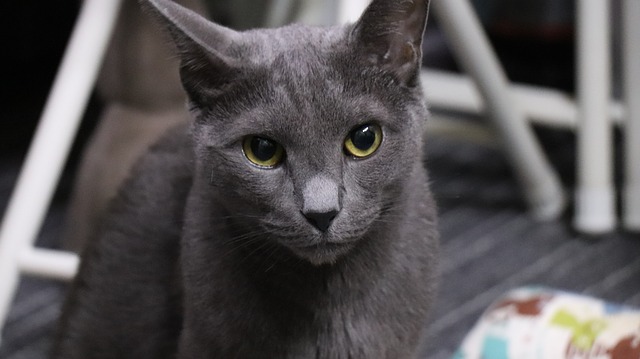 A Russian blue cat poses for the camera.