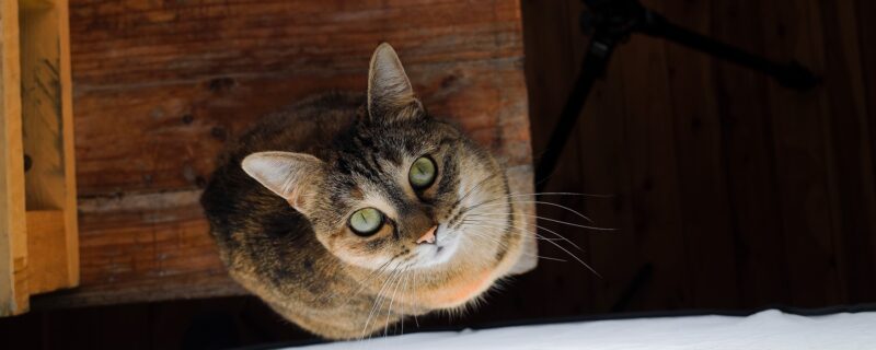 cat health insurance