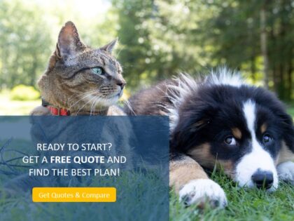 Get a free pet insurance quotes and find the best plan for your pets.