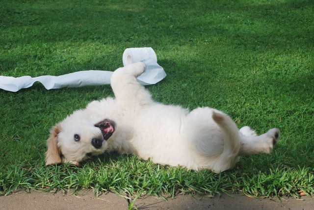 Retriever puppy plays with toilet paper in the yard.