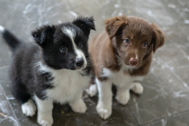 Two Border collie puppies at a dog day care center.